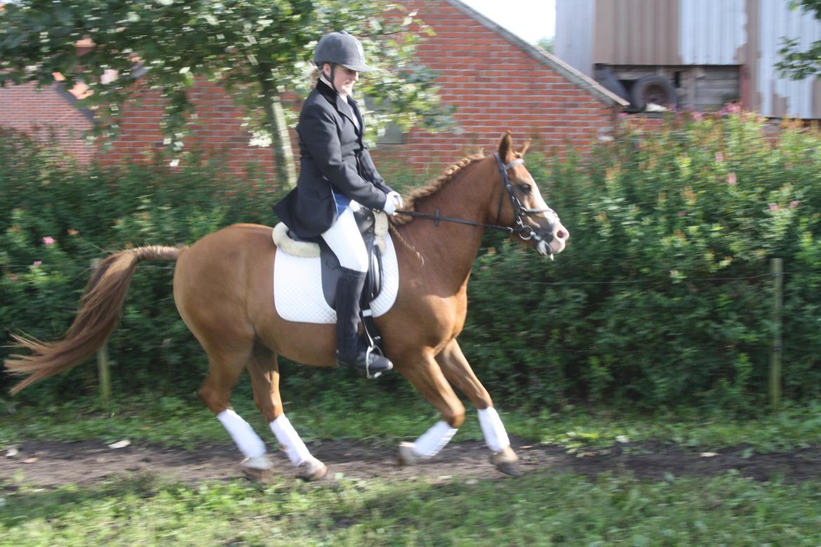 DSP Flamme billede 13