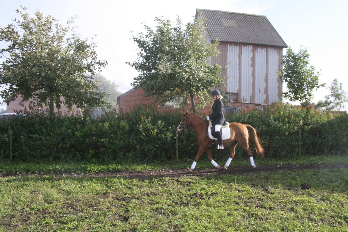 DSP Flamme billede 19