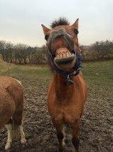 Anden særlig race Sigurd billede 9