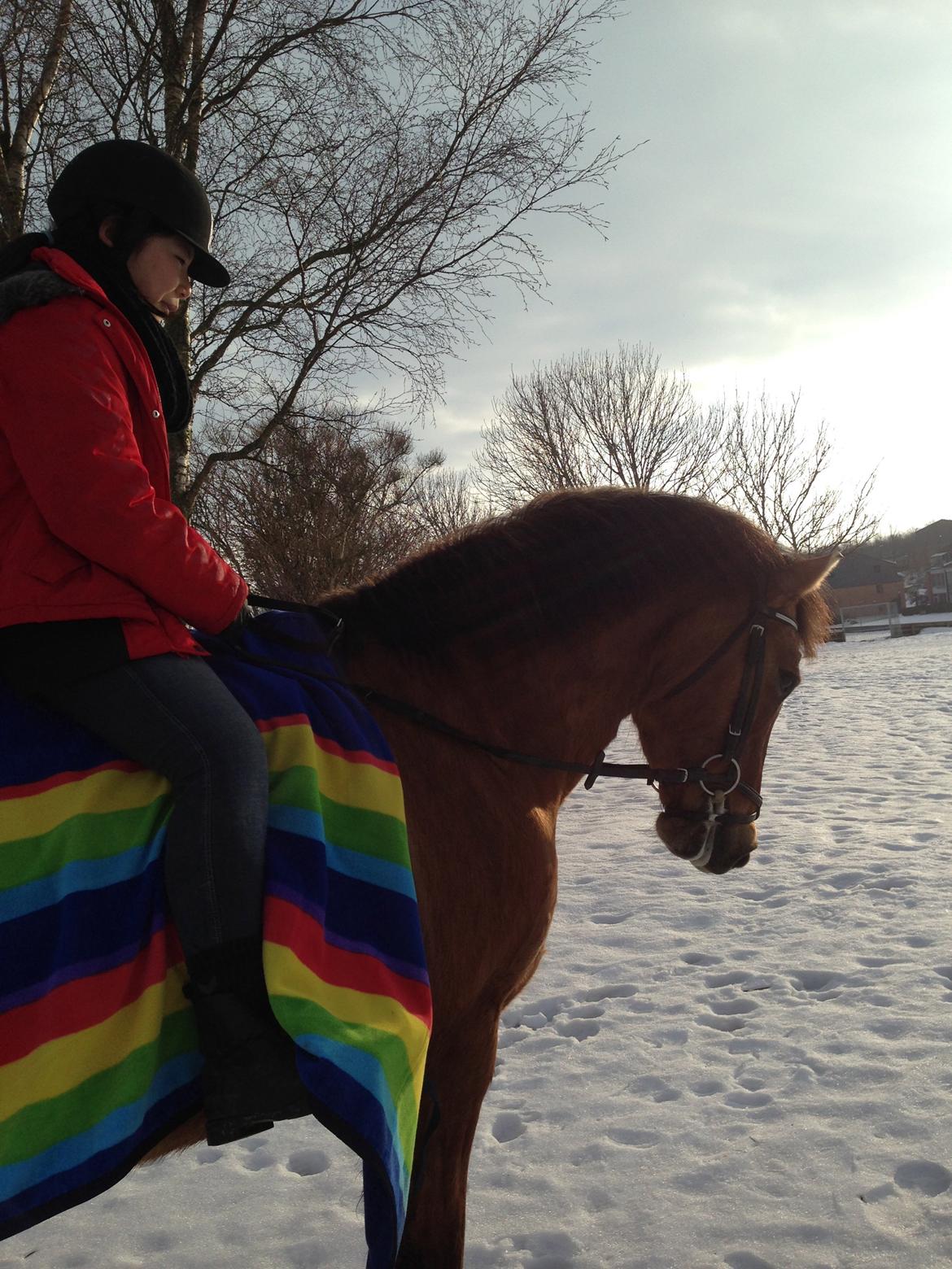 Anden særlig race Sigurd - Vi kan jo sagtens! billede 2