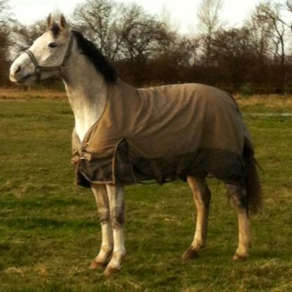 Anden særlig race Lyngs My Little Fellow ( Buddy ) <3 billede 10