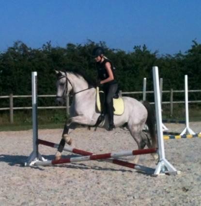 Anden særlig race Lyngs My Little Fellow ( Buddy ) <3 billede 4