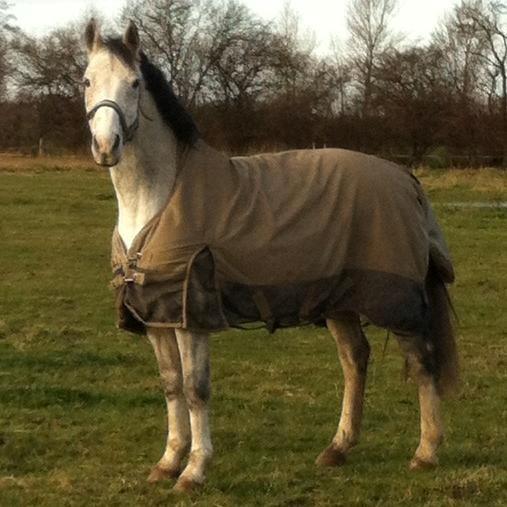 Anden særlig race Lyngs My Little Fellow ( Buddy ) <3 billede 15