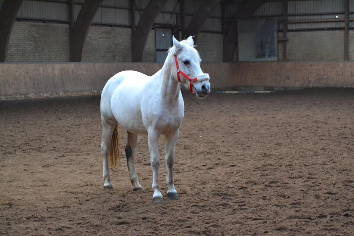 DSP Madeleine - Løs i hallen i et gudindes moment :)<3 billede 8