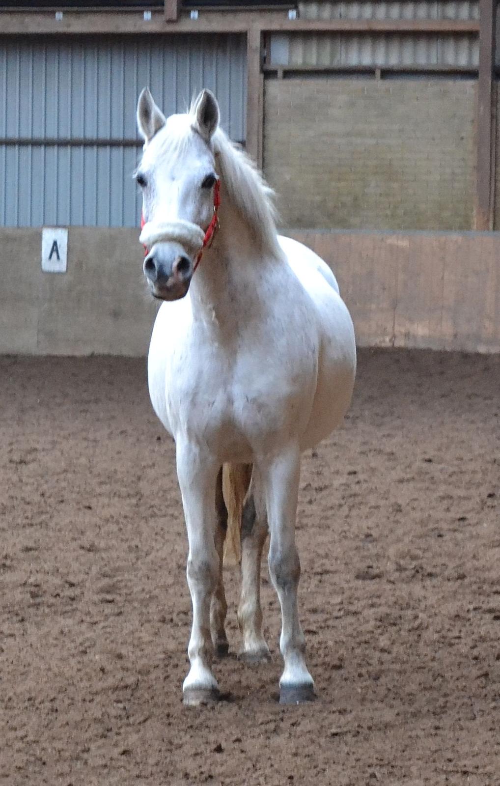 DSP Madeleine - Tyksak <3 billede 10