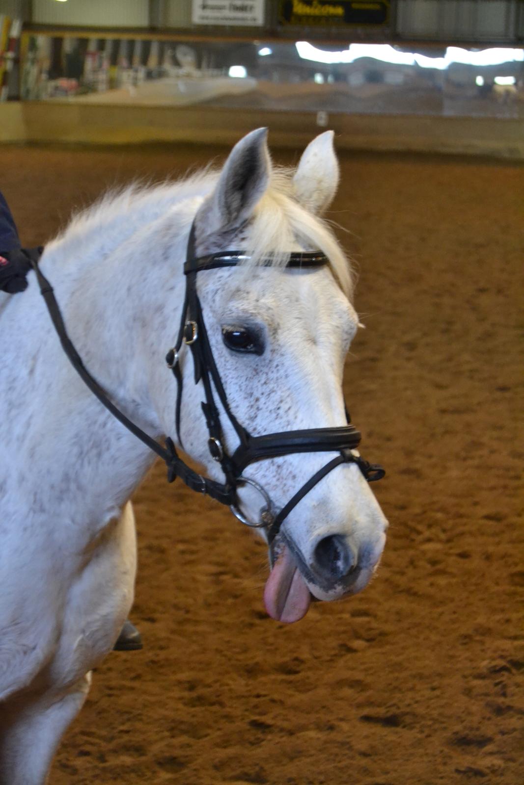 DSP Madeleine - Igang med ridning.:) billede 12