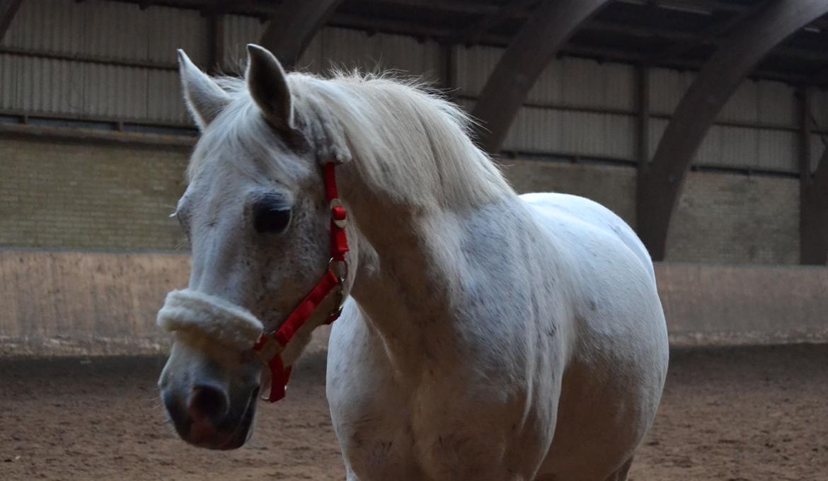 DSP Madeleine - Velkommen til Maddy's profil <3 billede 1