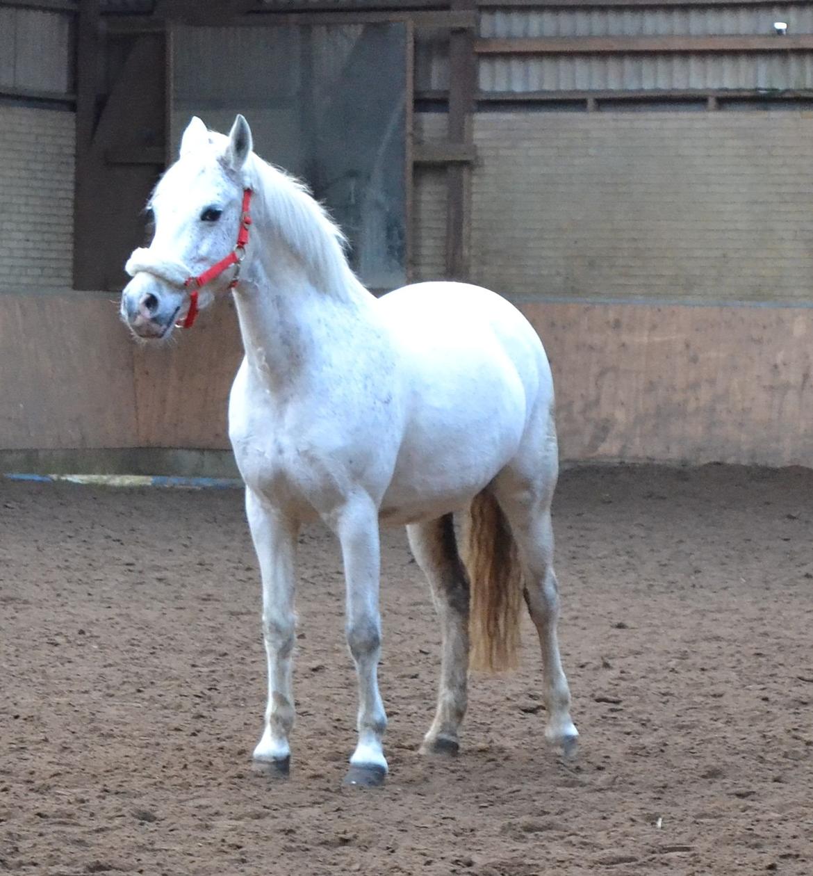 DSP Madeleine - Smukheden selv <3<3<3<3 billede 17