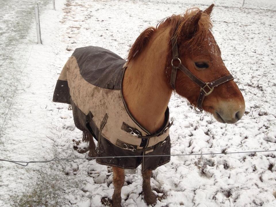 Gotlandsruss Prins billede 1