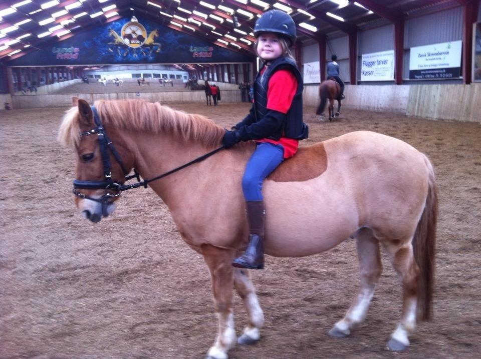 Gotlandsruss Prins billede 2