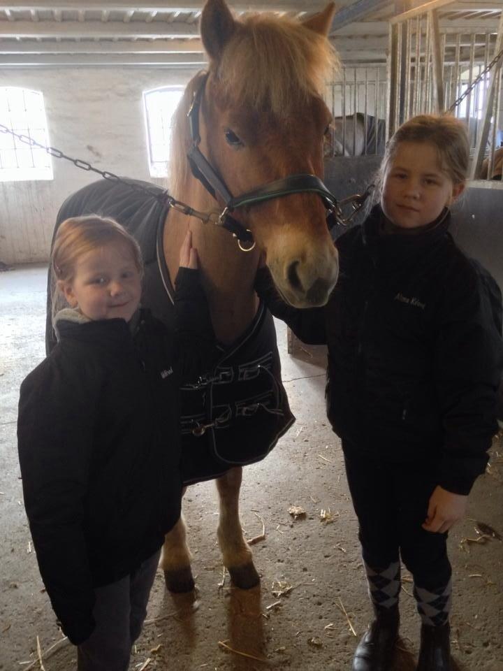 Gotlandsruss Prins billede 3