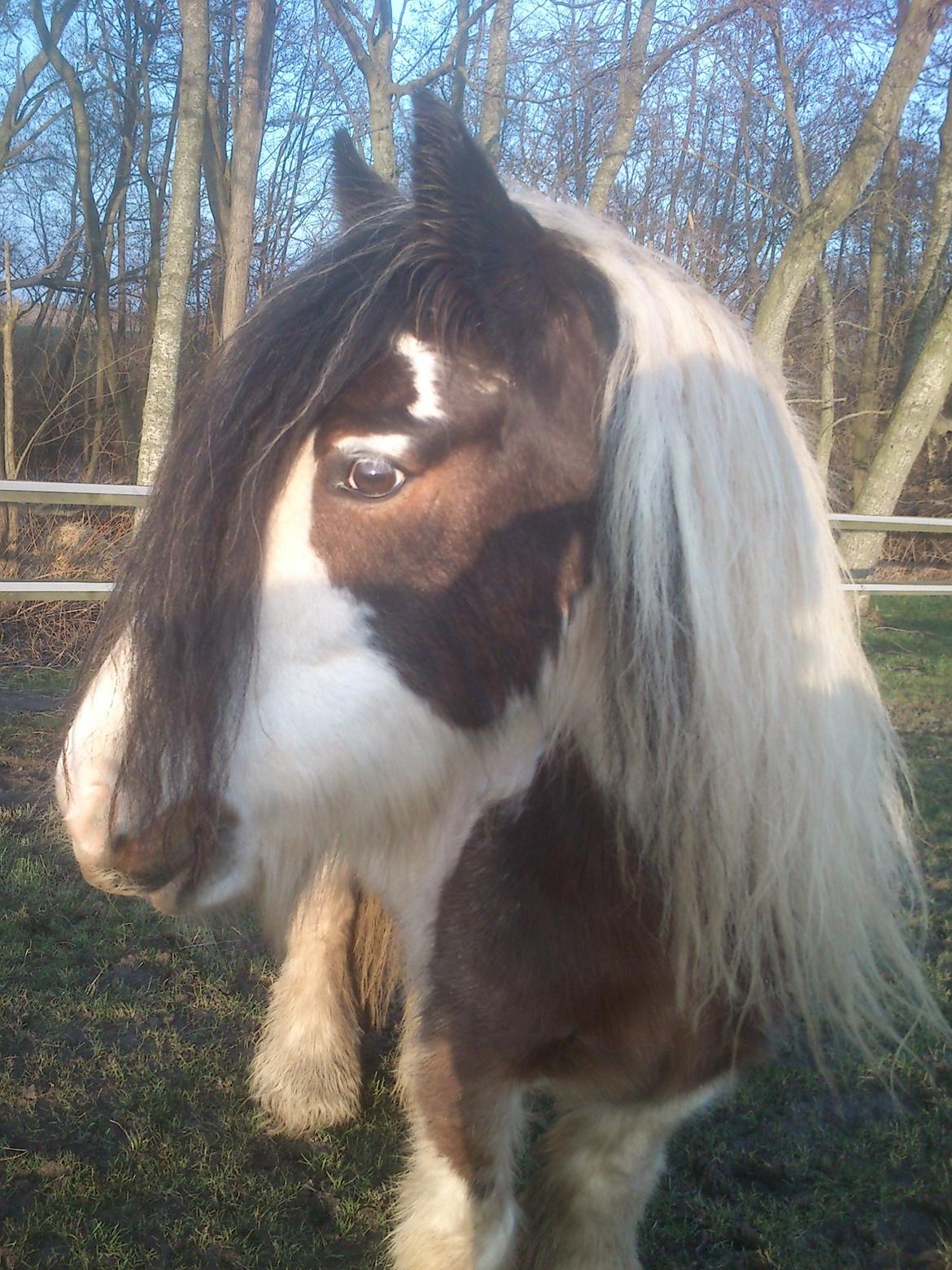 Tinker Willow - Smukke smukke Willow billede 18