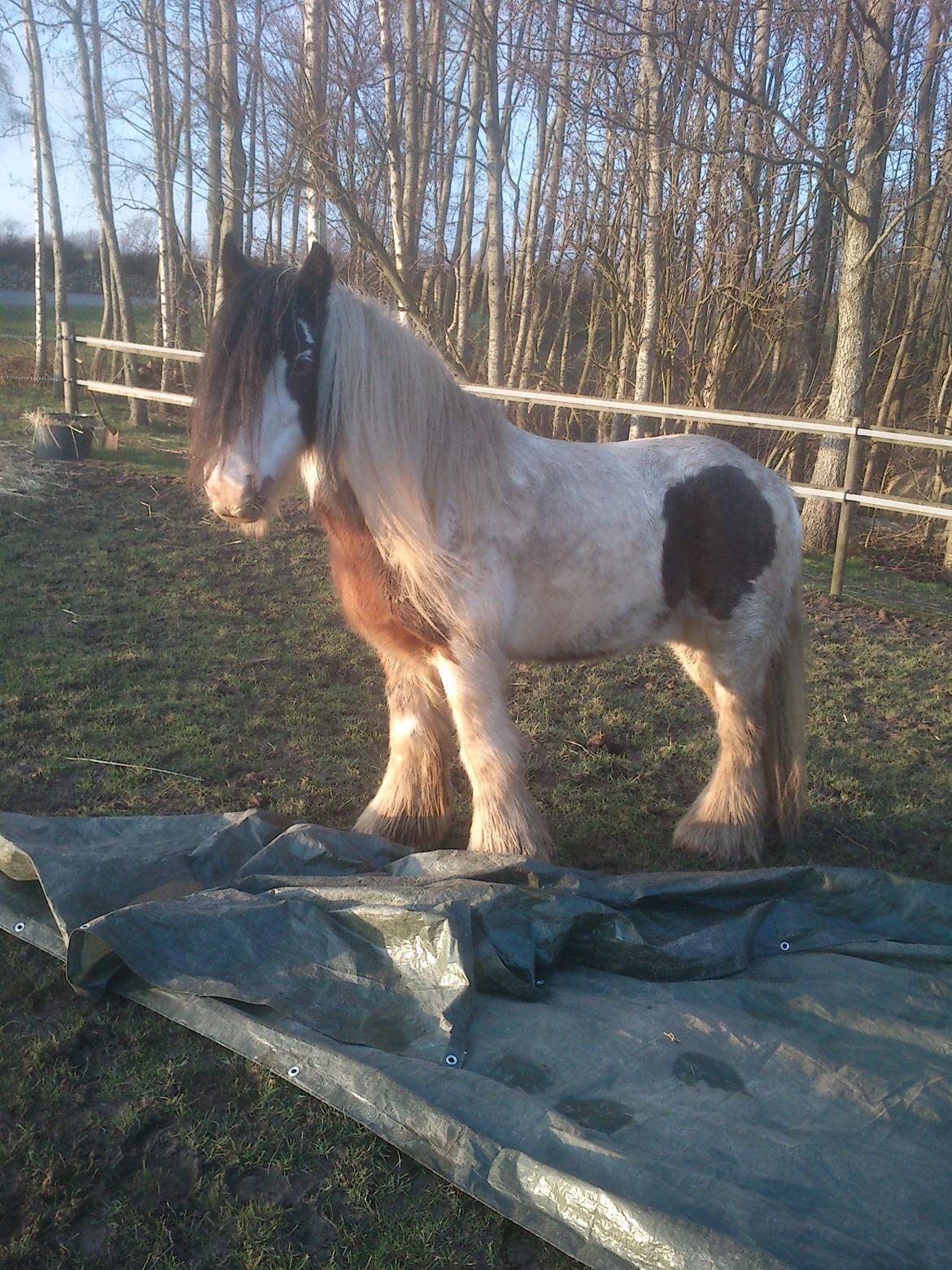 Tinker Willow - Willow hjælper med at lægge presenningen ud. billede 19