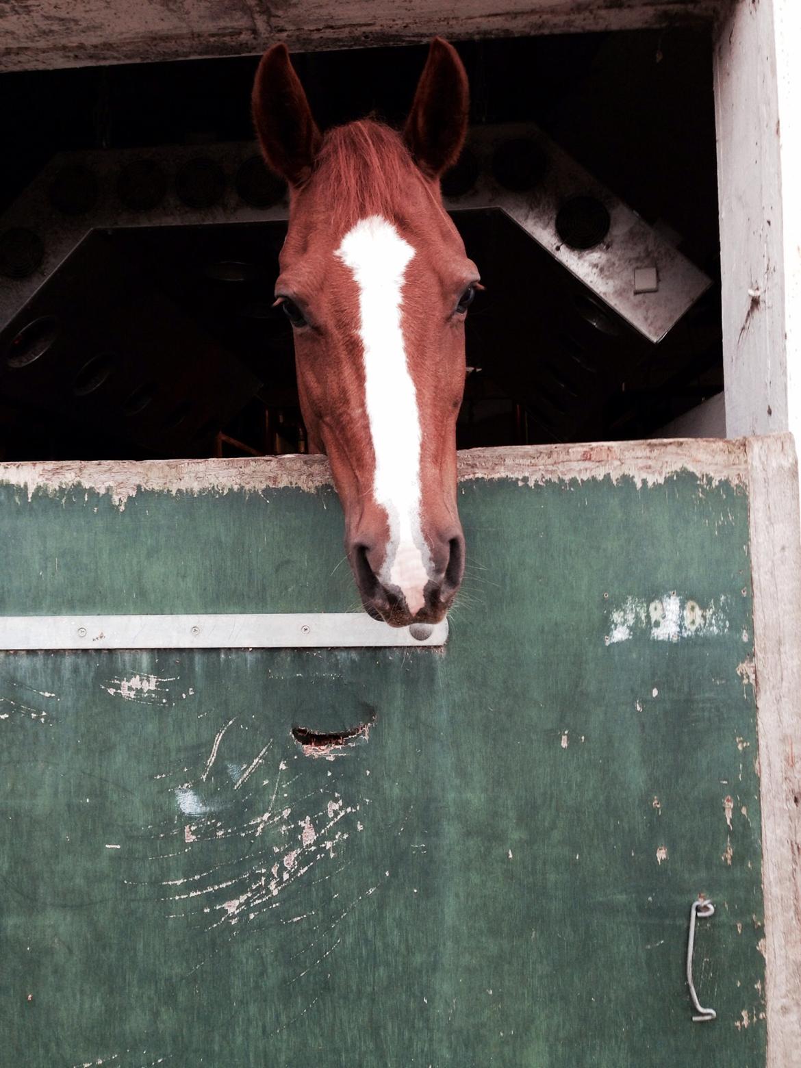 Tysk Sportspony Erf Montana*A-PONY* billede 13