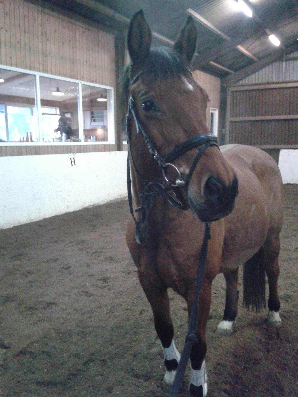 Anden særlig race La Cour (Deutsches Reitpferd/Hessisches Warmblut) - La Cour klat til longen, 2014 billede 17