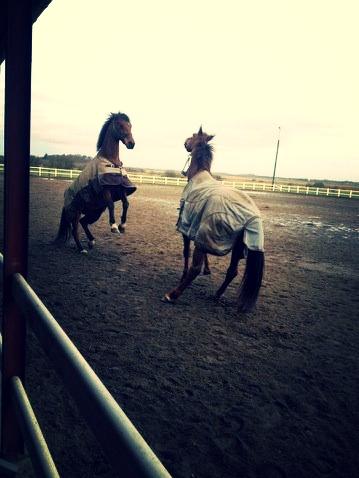 Anden særlig race La Cour (Deutsches Reitpferd/Hessisches Warmblut) - La Cour og Bellami - "mmmh, du skal ikke drille mig!" billede 6