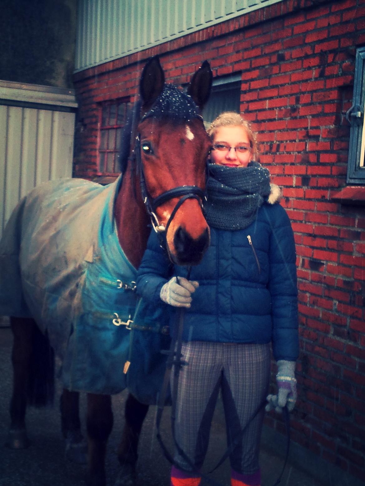 Anden særlig race La Cour (Deutsches Reitpferd/Hessisches Warmblut) - December 2012 <3 billede 4
