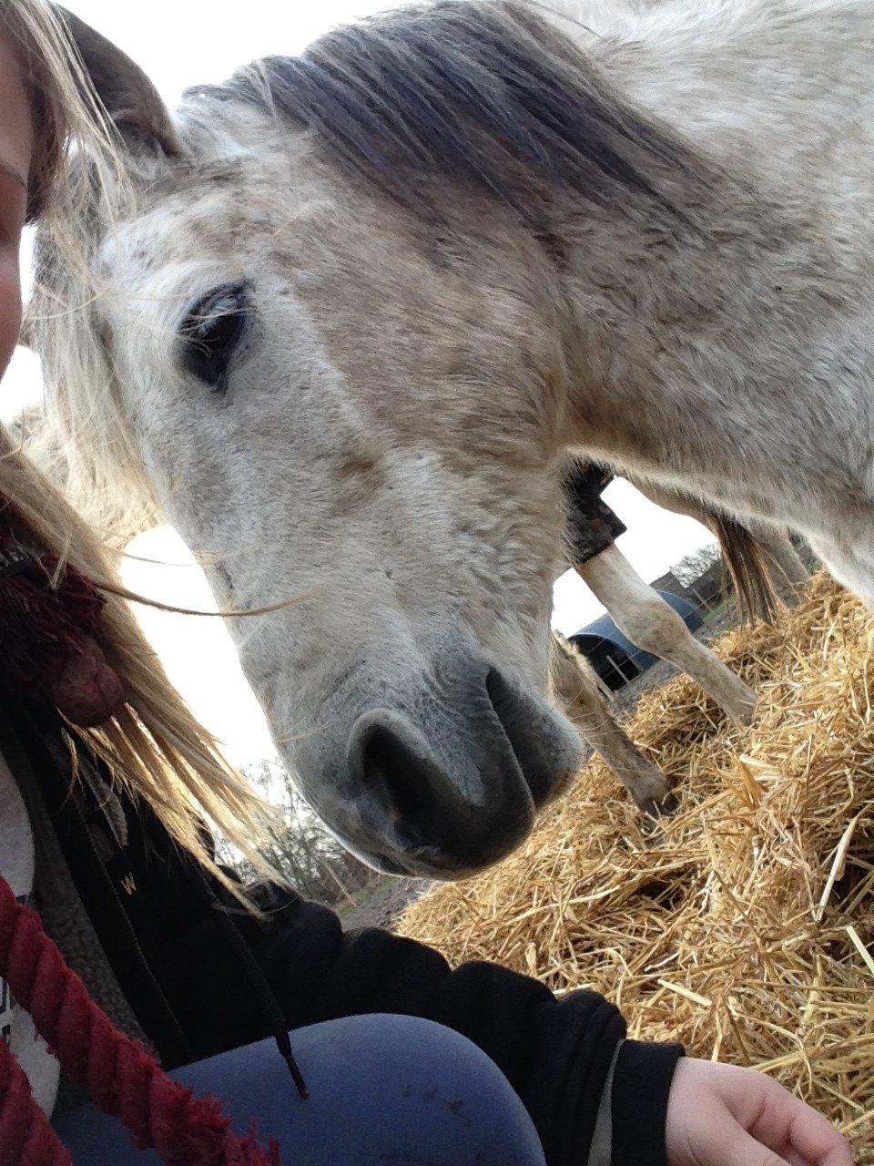 Tysk Sportspony Labello billede 8