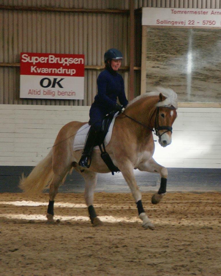 Haflinger Sarotti billede 3