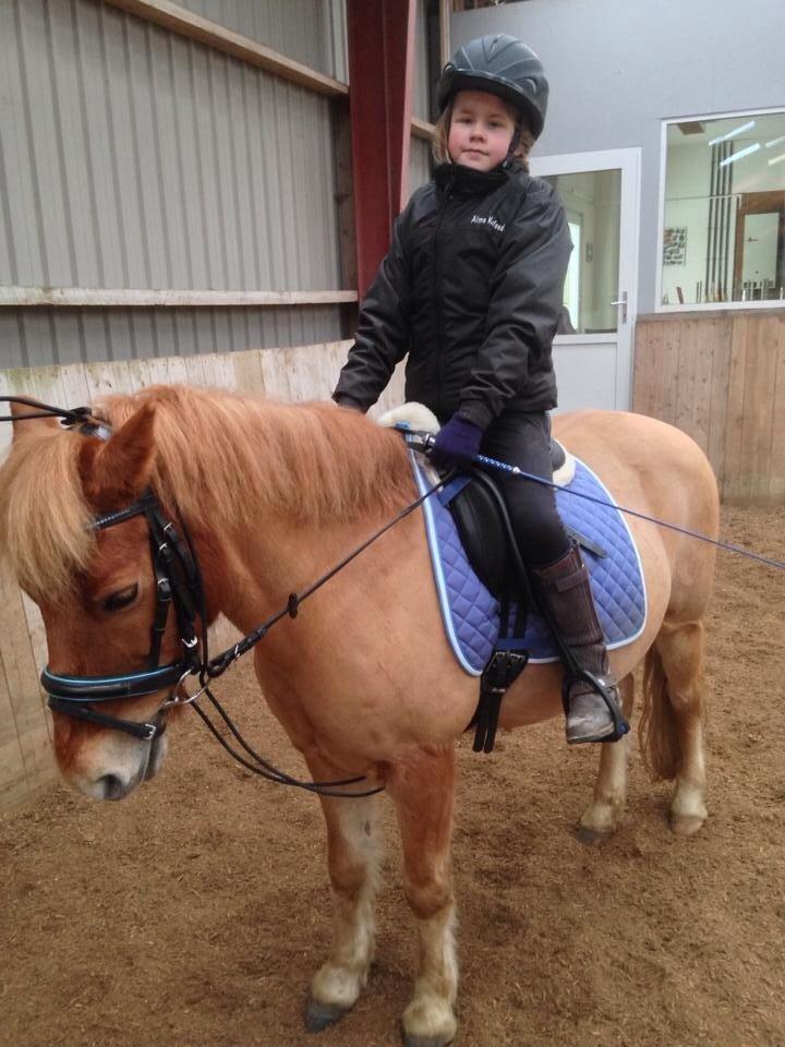 Gotlandsruss Prins billede 4