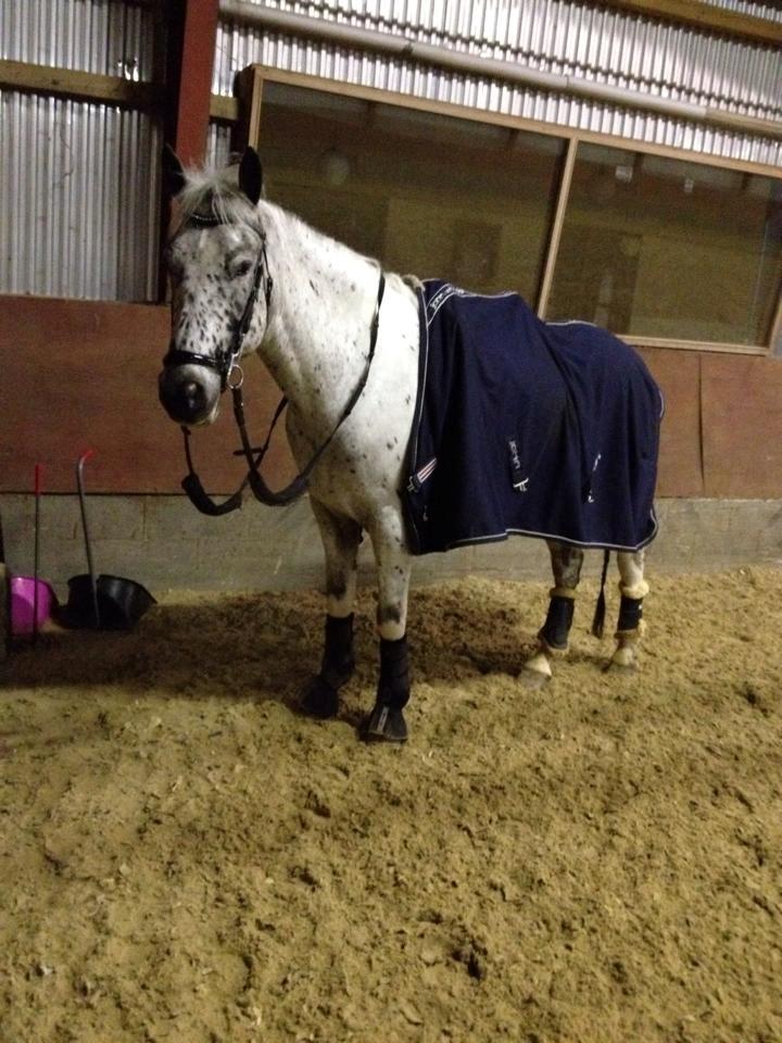 Knabstrupper Xander billede 32