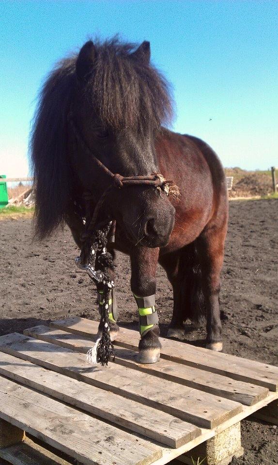 Shetlænder Harley - Velkommen til Harley's profil :)<3 billede 3