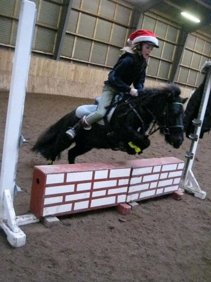 Shetlænder Harley - Spring på hvr 2013 billede 6