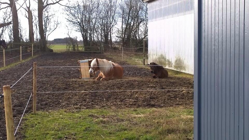 Shetlænder | Ib (Ibrahim) billede 6