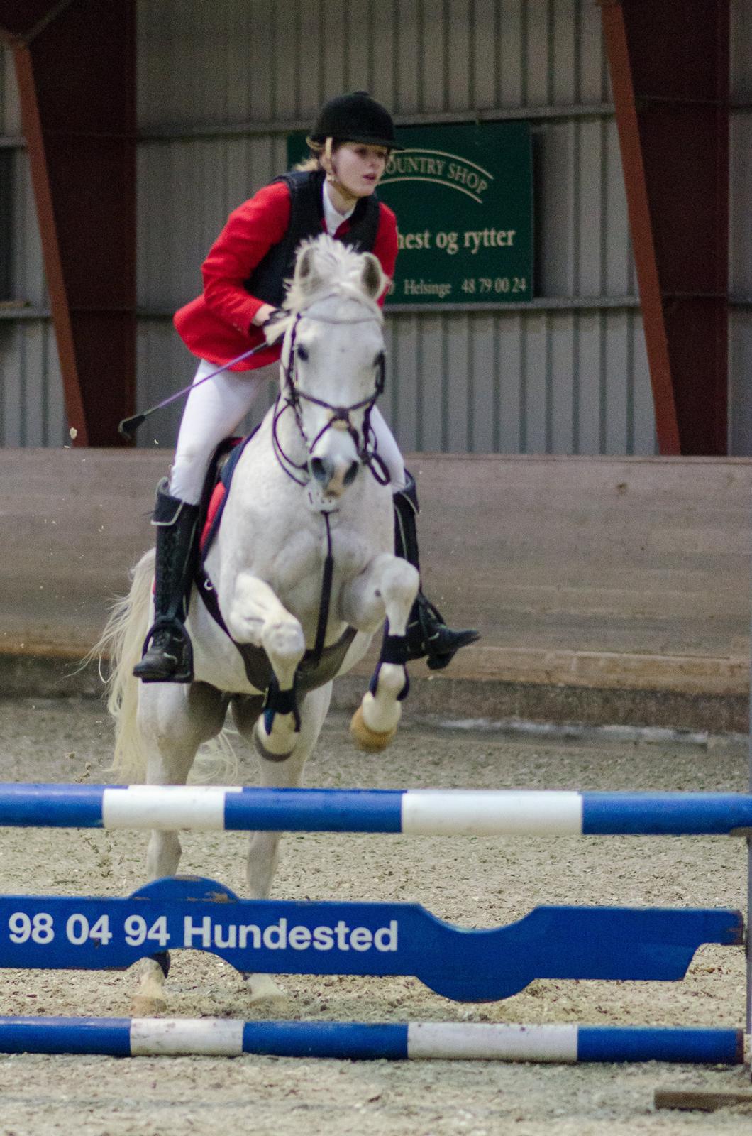 Arabisk fuldblod (OX) Ta Malim OX - Stævne på HSK, 80 cm. billede 5