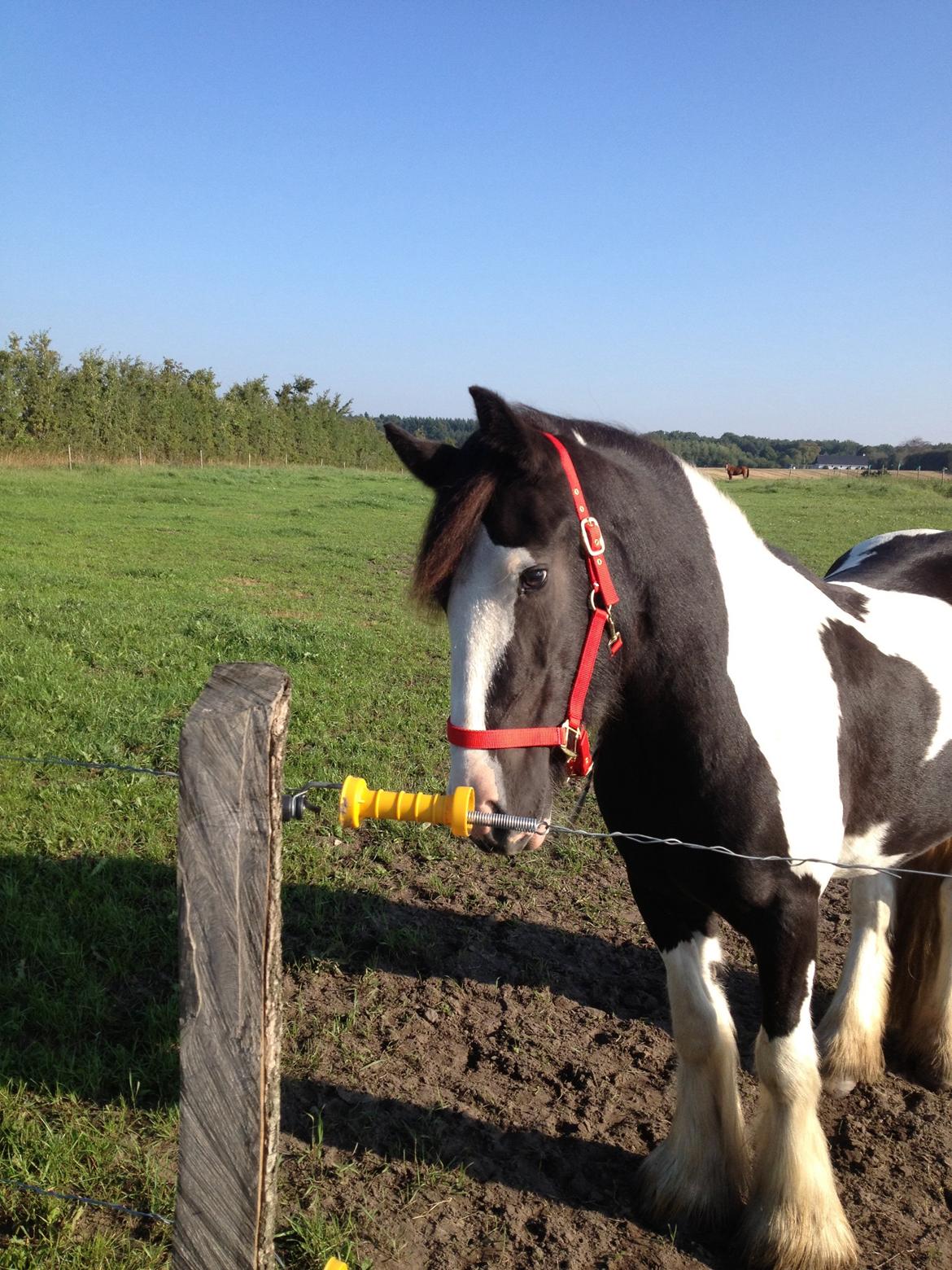 Irish Cob shadow billede 19