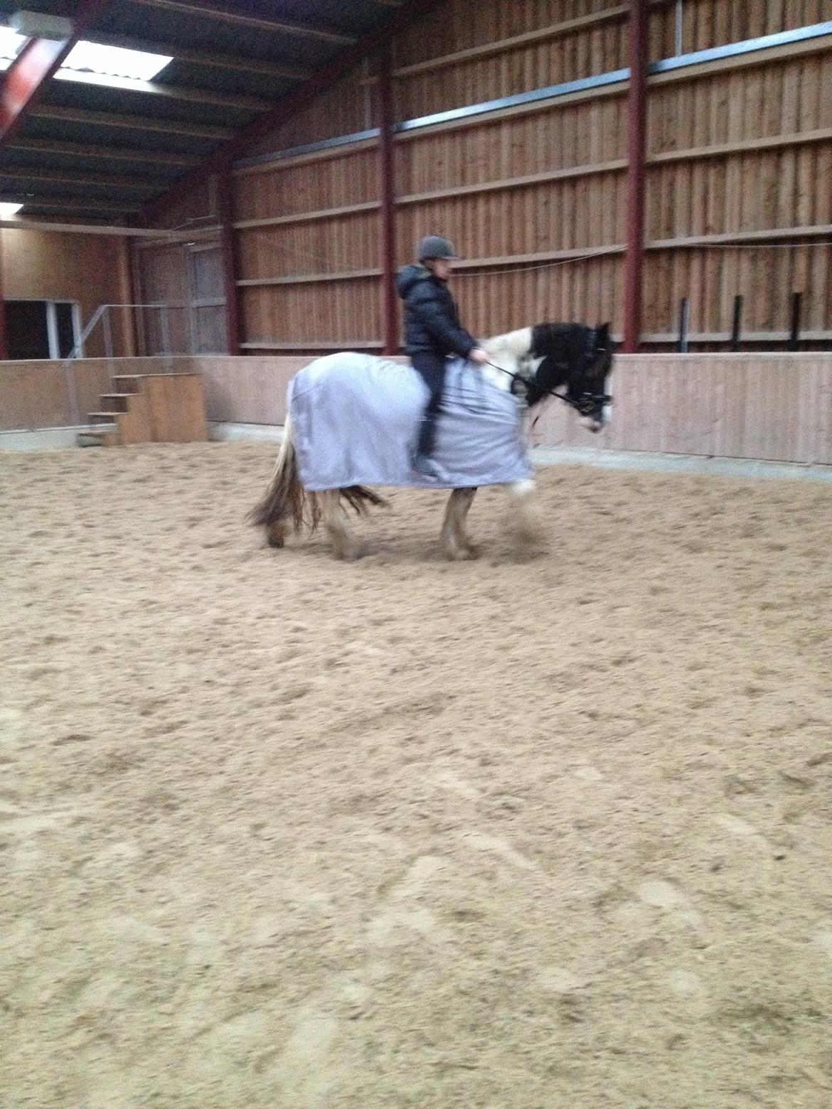 Irish Cob shadow billede 20