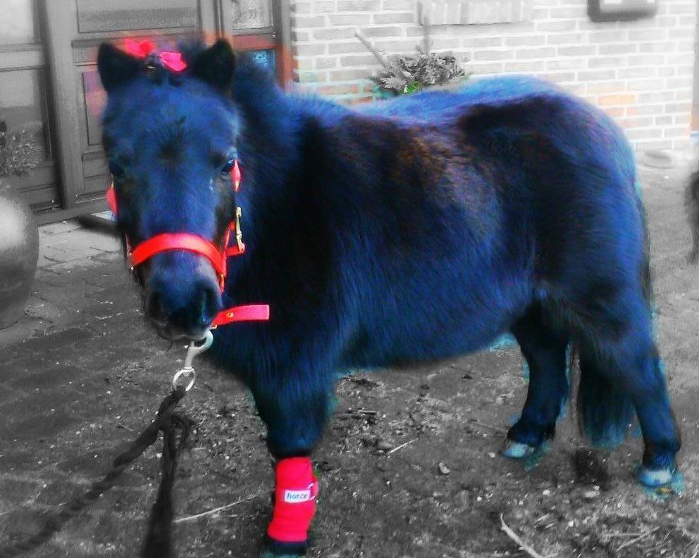 Shetlænder Isma - Isma i rød hun er bare såå sød billede 4