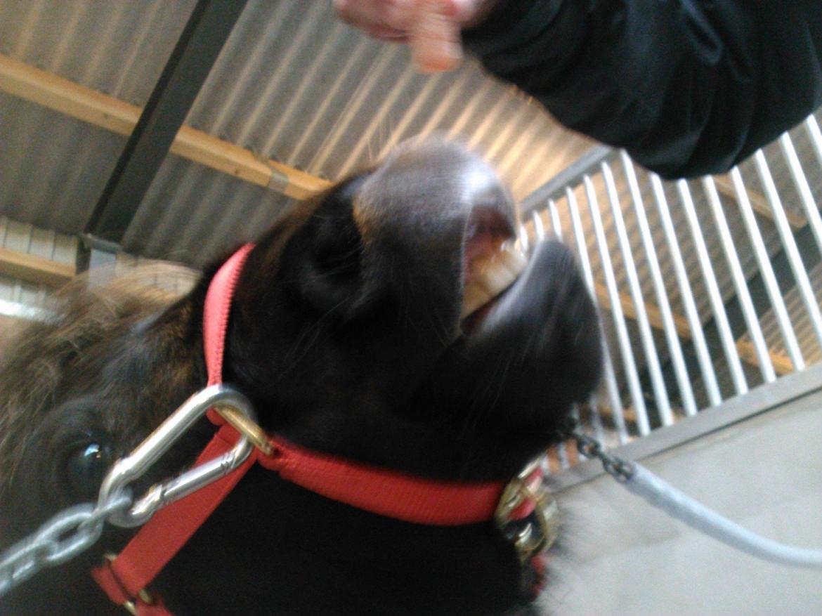 Shetlænder Isma - vi kan os Smile billede 8