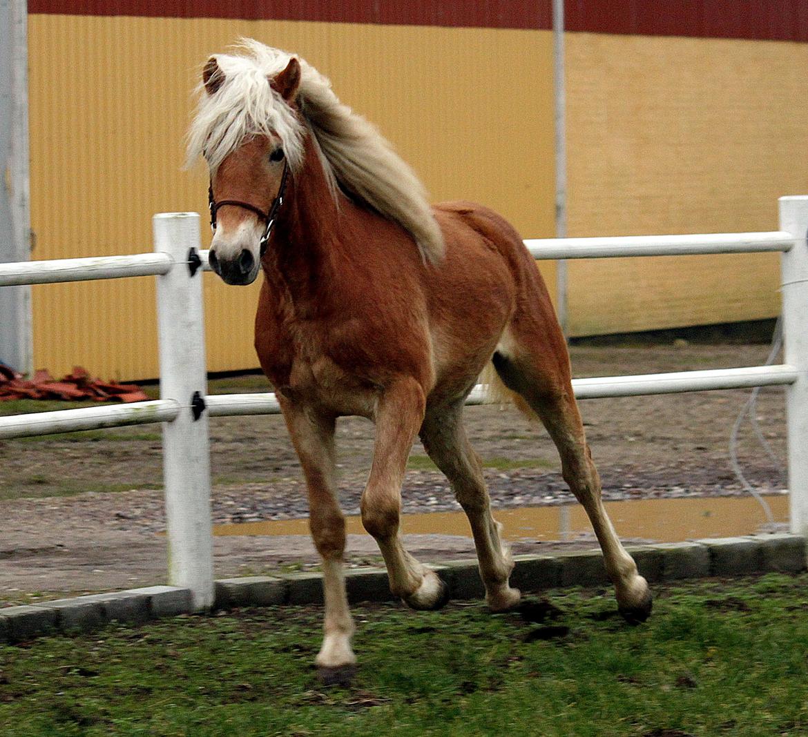 Tyroler Haflinger Winchester af Hestehaven - knap 2 år billede 8