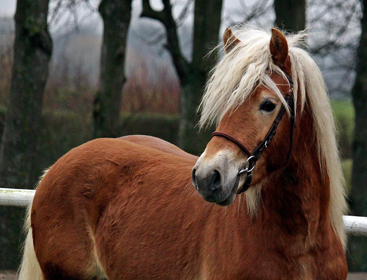 Tyroler Haflinger Winchester af Hestehaven - knap 2 år billede 6