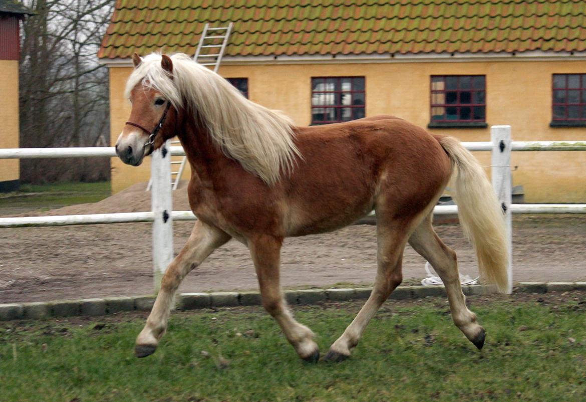 Tyroler Haflinger Winchester af Hestehaven - knap 2 år billede 7