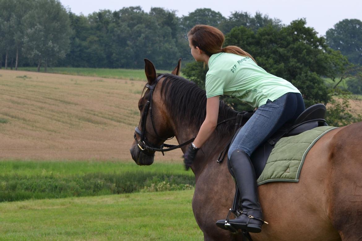 Dansk Varmblod Capitano Af Granlygård RIP<3 billede 27