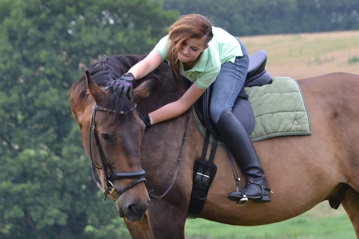 Dansk Varmblod Capitano Af Granlygård RIP<3 billede 32