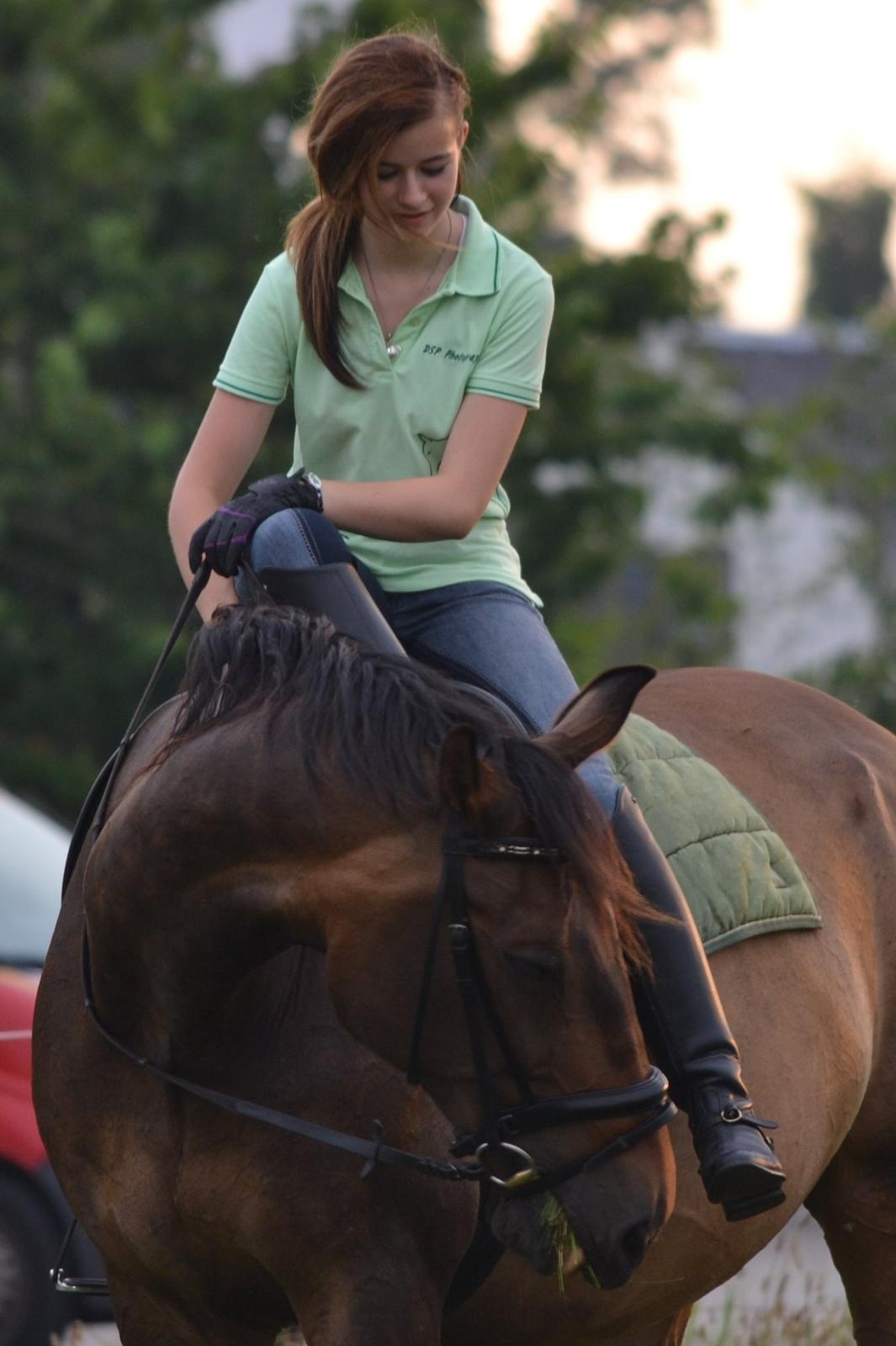 Dansk Varmblod Capitano Af Granlygård RIP<3 billede 36