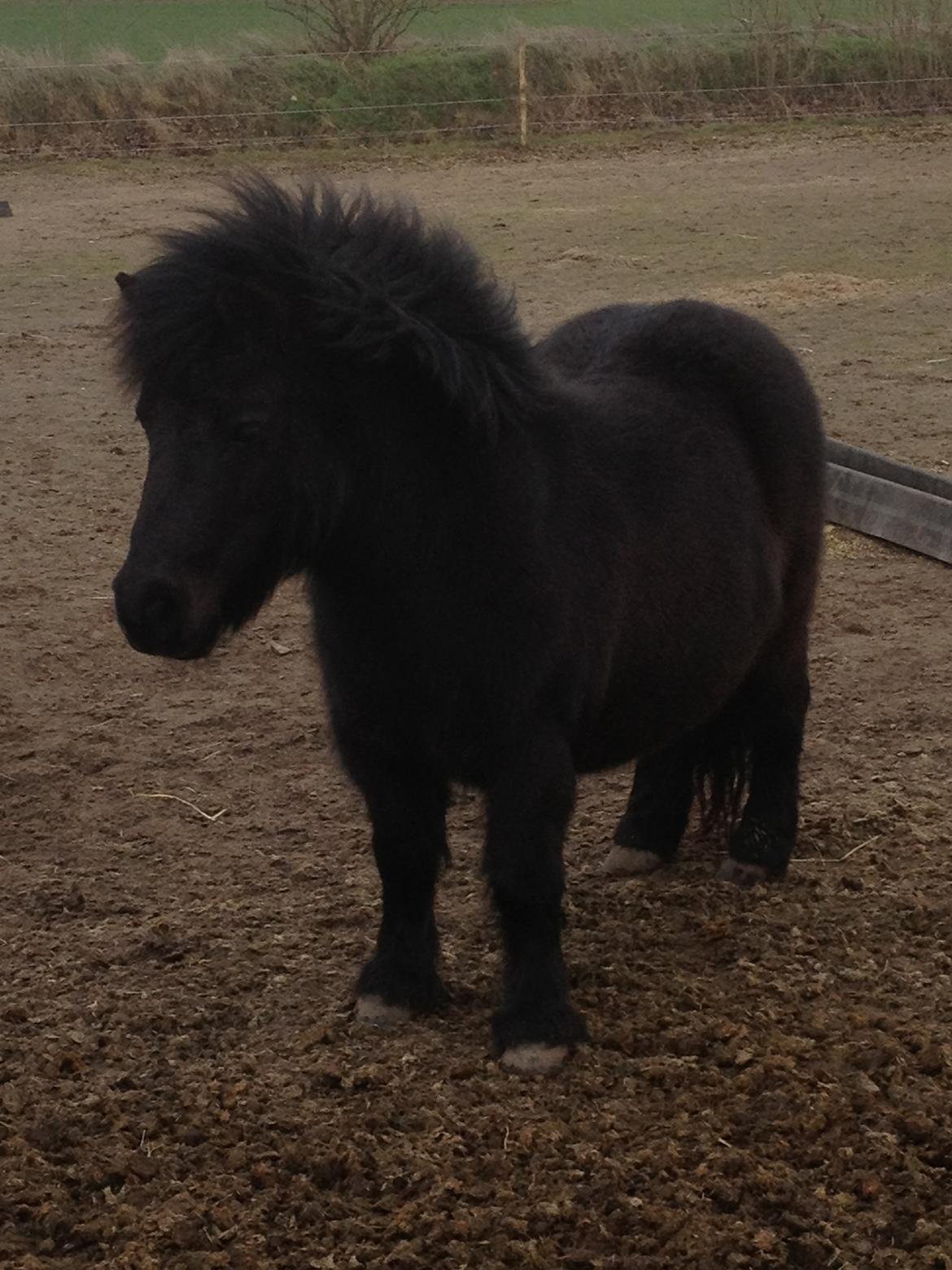 Shetlænder Rikke - Smukke Rikke 16.02.2014 billede 1