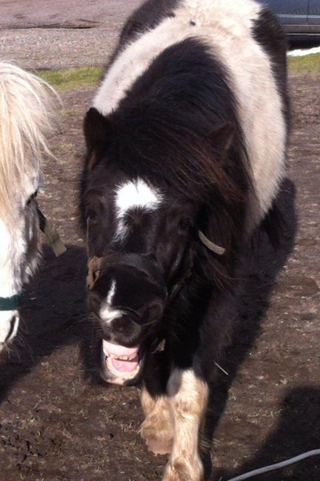 Shetlænder Bella Donna billede 21