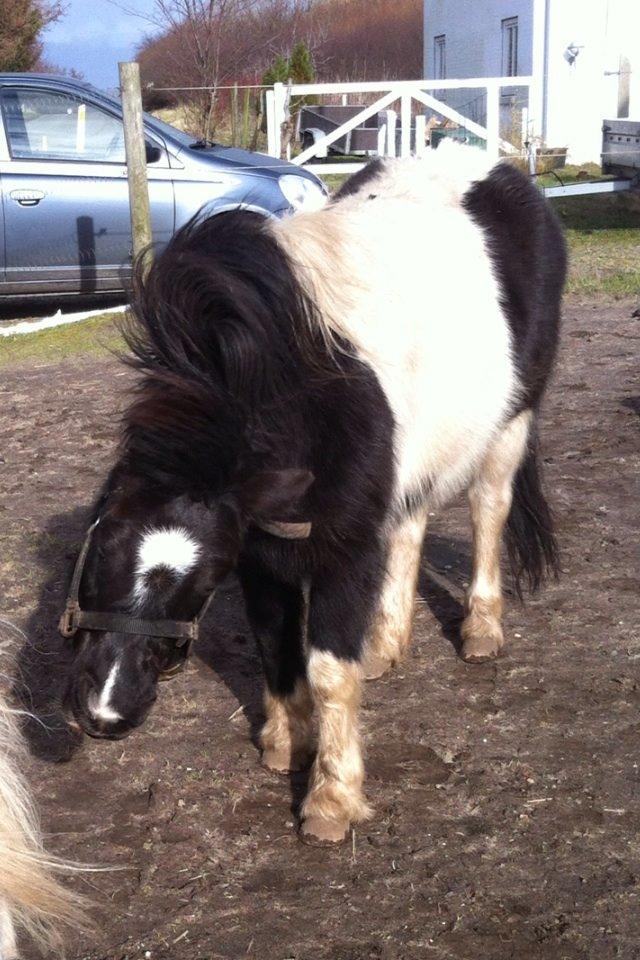 Shetlænder Bella Donna billede 22