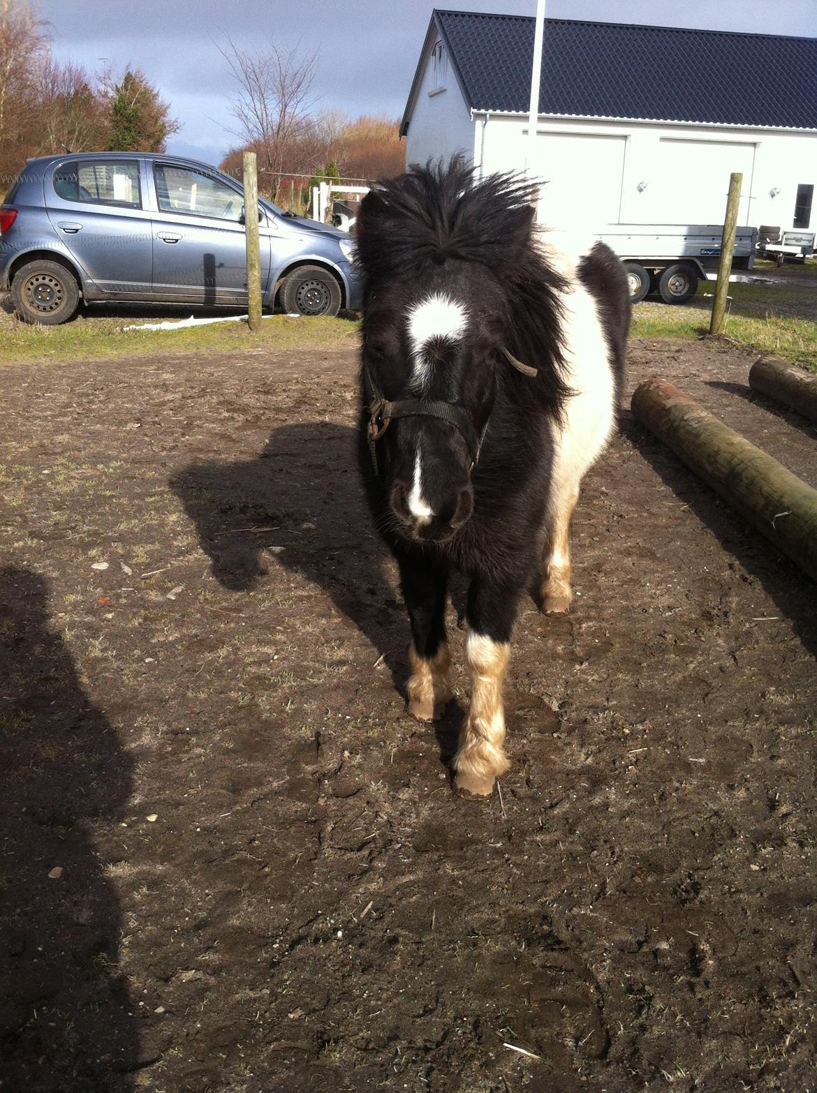 Shetlænder Bella Donna billede 23