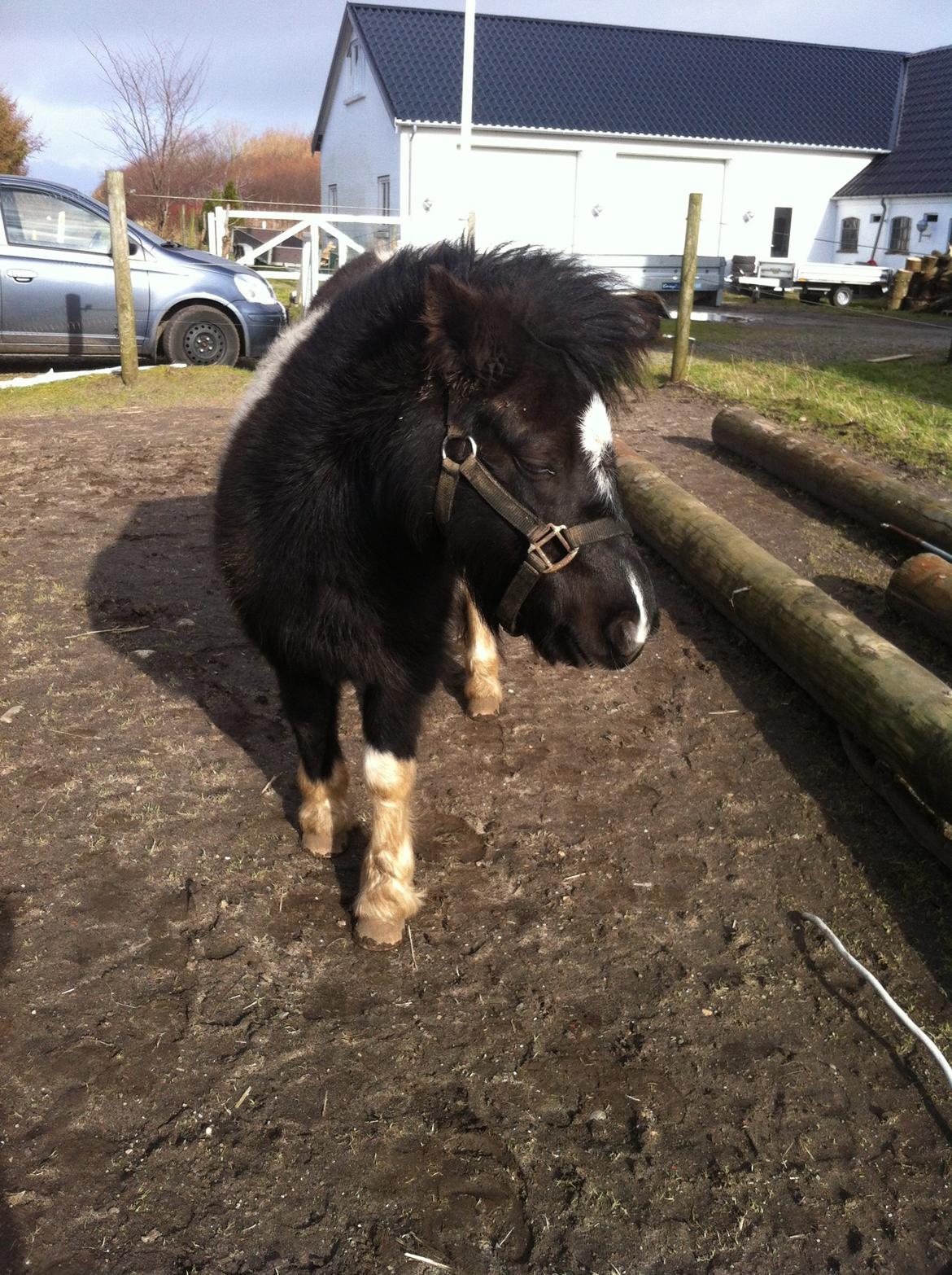 Shetlænder Bella Donna billede 24