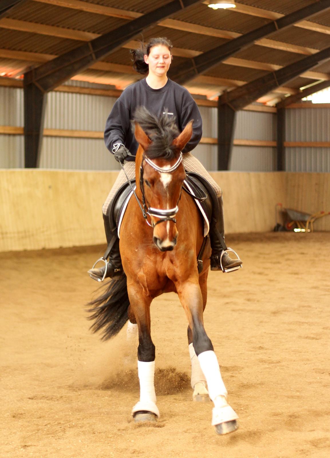 Dansk Varmblod Åkær Charlot, Lotten  billede 14