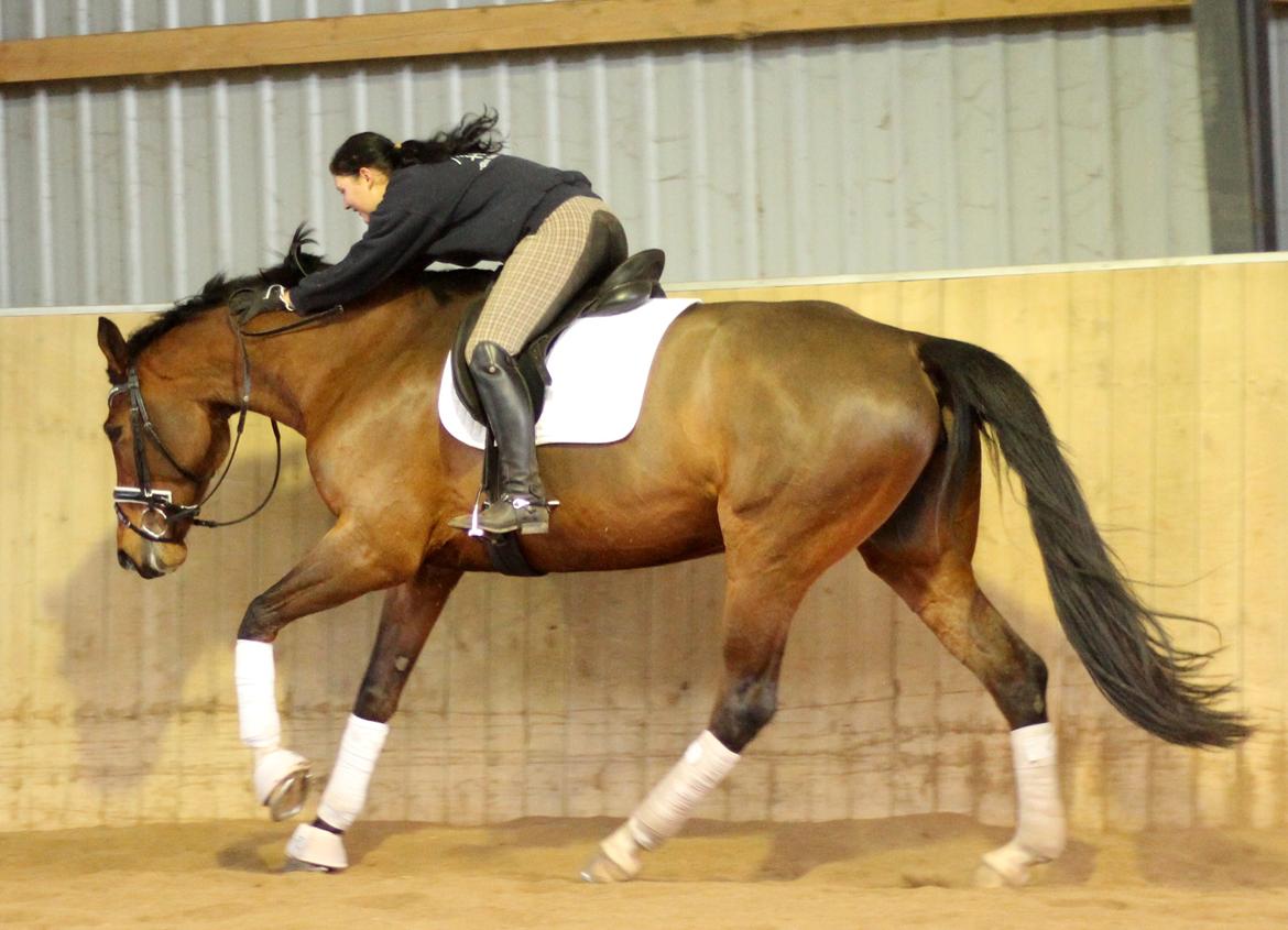 Dansk Varmblod Åkær Charlot, Lotten  billede 15