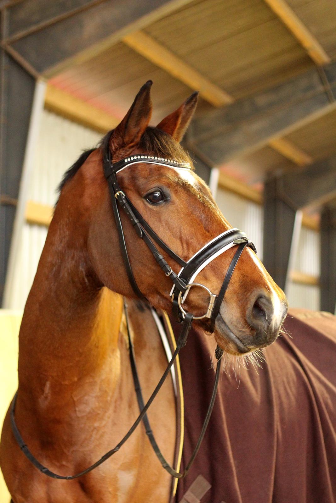 Dansk Varmblod Åkær Charlot, Lotten  billede 17