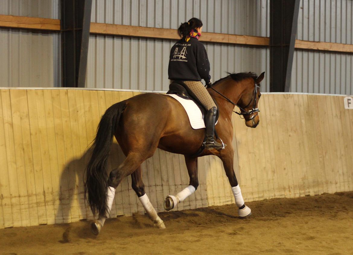 Dansk Varmblod Åkær Charlot, Lotten  billede 22