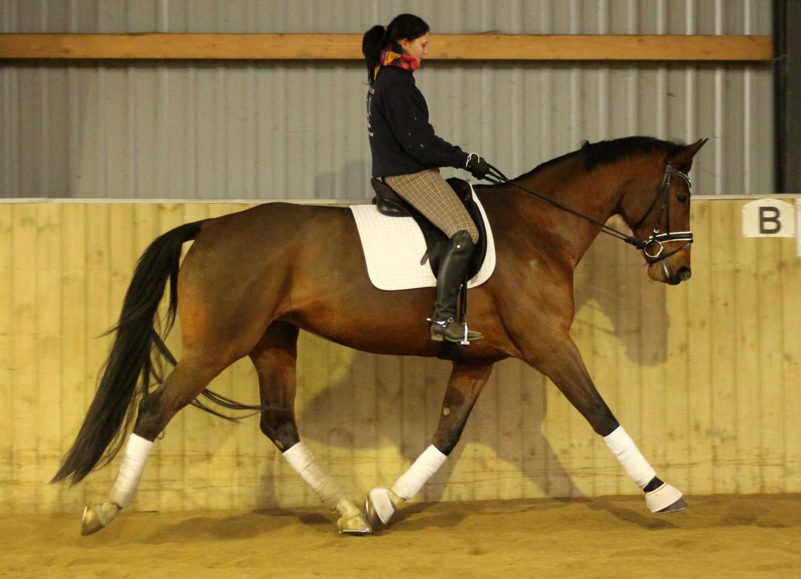 Dansk Varmblod Åkær Charlot, Lotten  billede 6