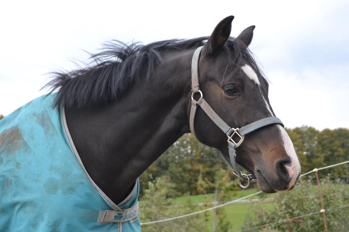 DSP Sebastian B-pony  - Sebis på fold (y) <3 Foto Miig :) billede 7